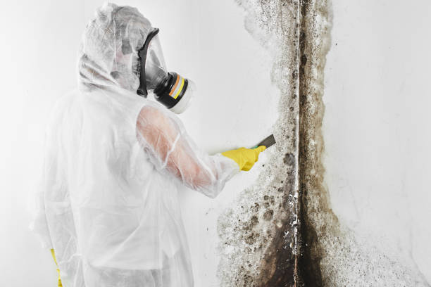 Trusted Marietta, OK Mold Remediation Experts