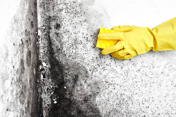 Best Mold Testing and Inspection Services in Marietta, OK