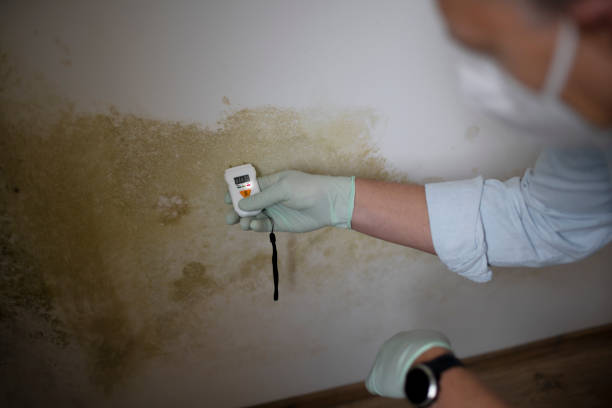 Best Mold Remediation for Specific Building Types in Marietta, OK