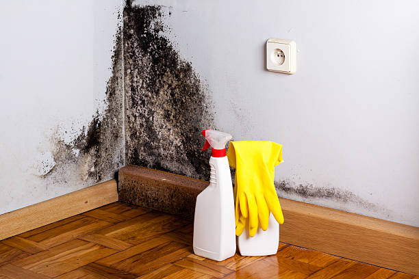 Best Crawl Space Mold Remediation in Marietta, OK